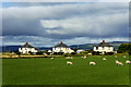 Sheep Grazing near Sea Coast Road