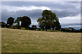 Pasture to the South of Lindale Lodge