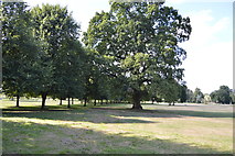 SU8694 : Hughenden Park by N Chadwick