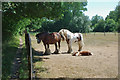 Horses and foal, Denshot Farm