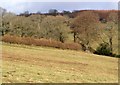 Langworthy Brook valley