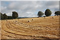 Harvested field