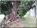 TR0054 : Ancient yew in St Lawrence Churchyard, Leaveland by Marathon