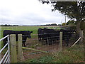 Cattle alongside Otterden Road