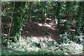 Wooded hillside below Kelston Park