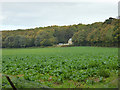 Field of beet