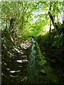 Rainwater towards the bottom end of the Allt y Badi track