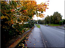 H4772 : Autumn colours, Campsie, Omagh by Kenneth  Allen