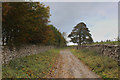 Track leading onto Preston and Redmire Moors