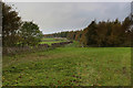 Strip of Woodland on the Southern Edge of Preston Moor