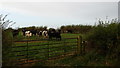 Cows in a field