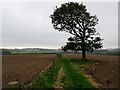 Lone oak tree