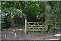 Footpath into the woods