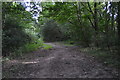 Footpath, Downley Common