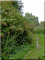 Track in Smestow Valley Nature Reserve, Wolverhampton