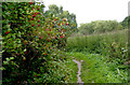 Track in Smestow Valley Nature Reserve, Wolverhampton