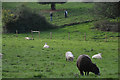 Sedgemoor : Grassy Field & Sheep