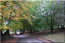ST1437 : Sedgemoor : Crowcombe Road by Lewis Clarke