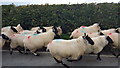 Sheep on the Road near Talgarth Manor