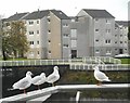 Flats on Napier Terrace