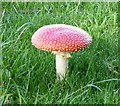NT9824 : Fly Agaric (Amanita muscaria) by Russel Wills