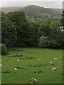 Sheep in a field outside Llangollen (2)