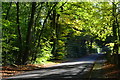 Morning sunlight through trees at Tatchbury Mount