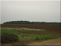 TF6732 : Field towards woodland by JThomas