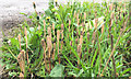 Fertile stems of (probably) Common Horsetail, Lock Lane, The Cape, Warwick