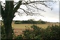 Trees with pond west of Nocton Road