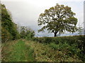 Bridleway (Old Lane) to Riggs Road