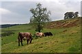 Pasture at Madderty