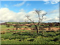 SN9047 : Colfen farw gerllaw llwybr ceffyl / Dead tree near bridleway by Alan Richards