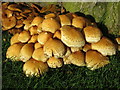 NY8355 : Magic mushrooms at the base of the tree in The Triangle - detail by Mike Quinn