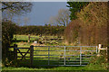 East Devon : Grassy Field & Gate