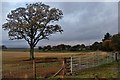 Mayfield farmland