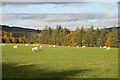 Field near Rinnachat