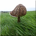 SO7844 : A parasol mushroom on Malvern Common by Philip Halling