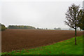 Planted field near Old Chalford