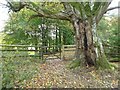SO4467 : Footpath gate on the Mortimer Trail by Philip Halling