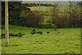 Roe deer, Keltonhill Farm