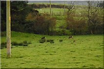 NX7460 : Roe deer, Keltonhill Farm by Richard Sutcliffe