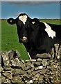 SK1856 : A Derbyshire Cow by Neil Theasby