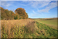 SU5281 : Sunlit Hedge near Roden Farm by Des Blenkinsopp