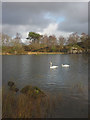 SD3587 : Pair of swans on Boretree Tarn by Karl and Ali