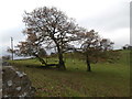 Autumn oaks near Pen-y-rhiw