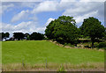 Pasture west of Stockton Brook, Stoke-on-Trent