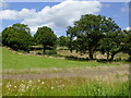 Pasture west of Stockton Brook, Stoke-on-Trent