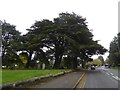 Cedars in Bishops Hull cemetery