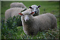 East Devon : Grassy Field & Sheep